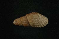 藏品(瘤蜷)的圖片